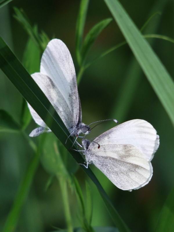 papillon juin 2010.jpg