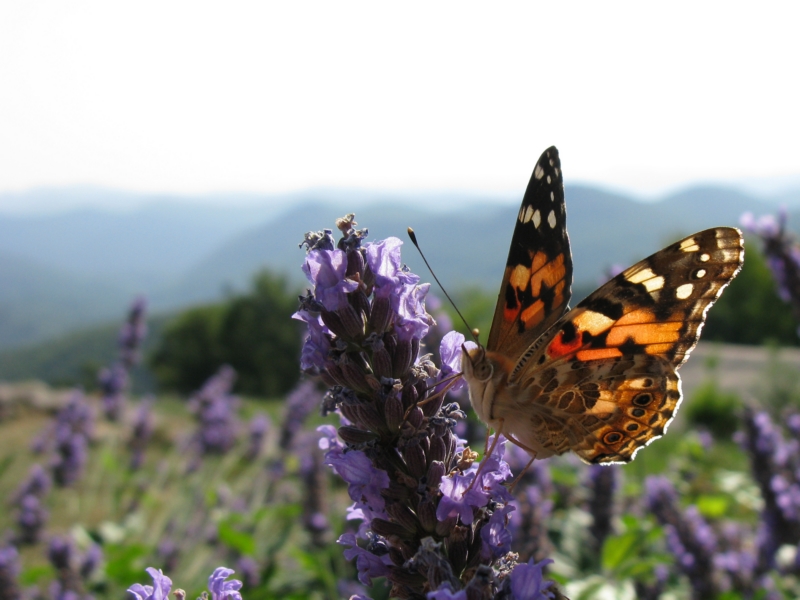 belle-dame-cevennes-img_2282.jpg