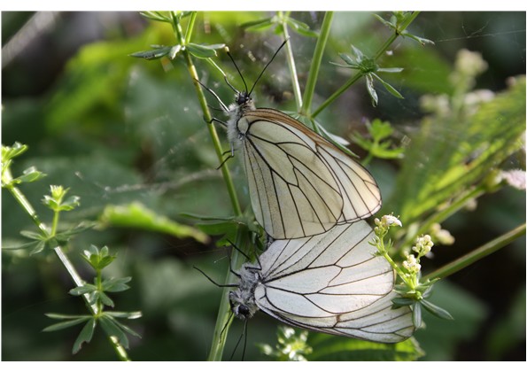 couple de papillons .jpg