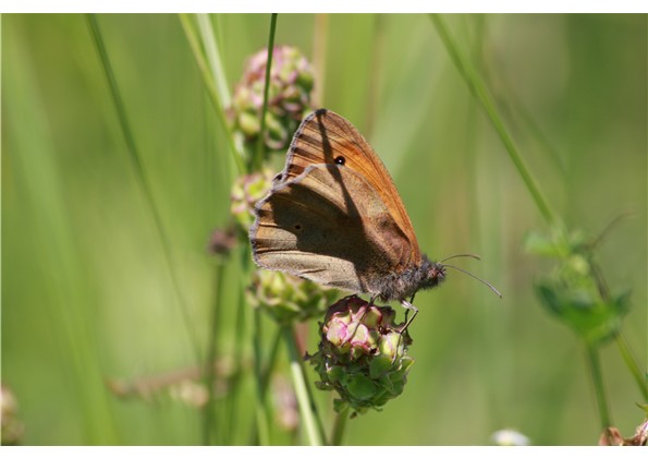 papillon dans les grande herbe .JPG