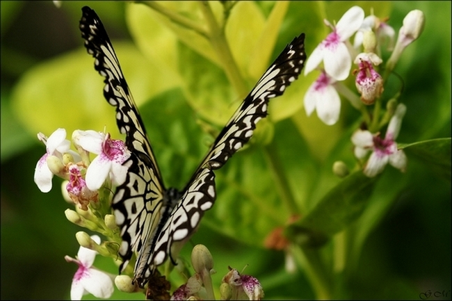 ideopsis leuconoe.jpg
