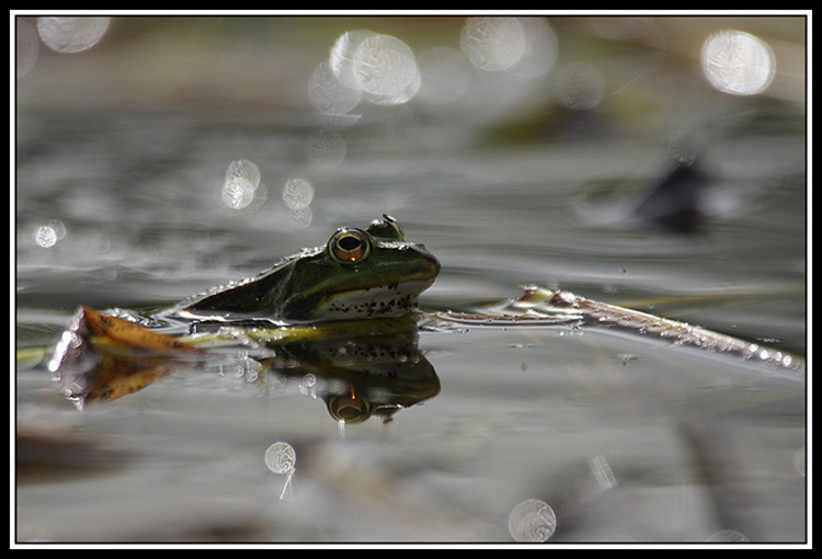 Grenouille - 30.05.20100001.jpg