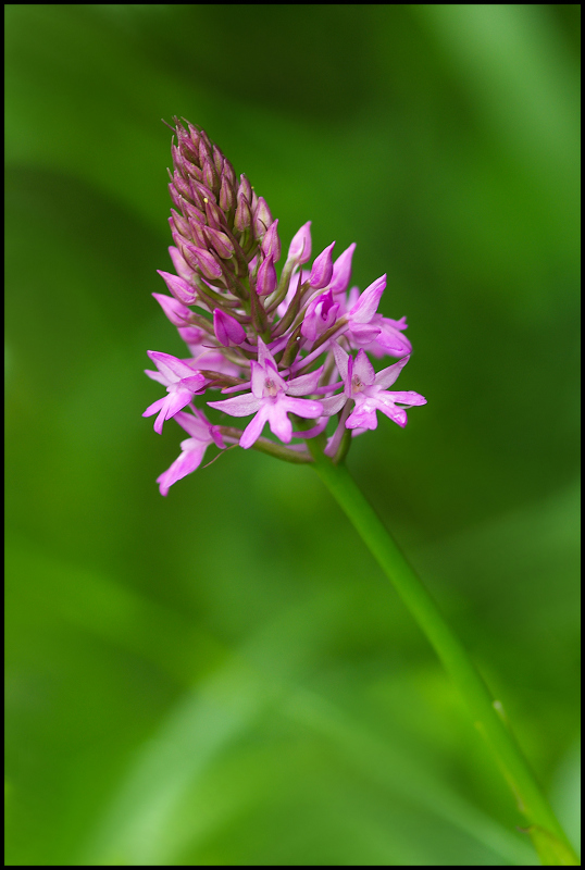 Orchis pyramidal - Anacamptis pyramidalis.jpg