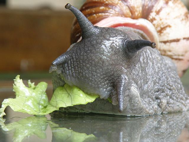 Achatine terrestre hebi-carnivore Brésil-Indonésie.jpg