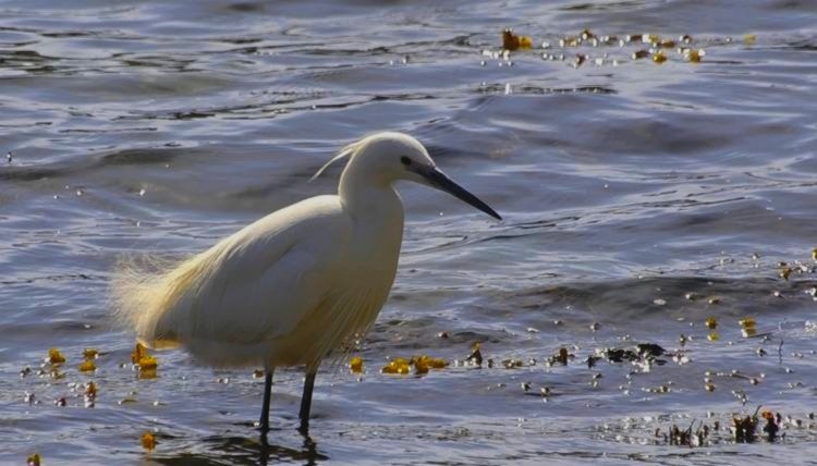 Aigrette Riec 1.jpg