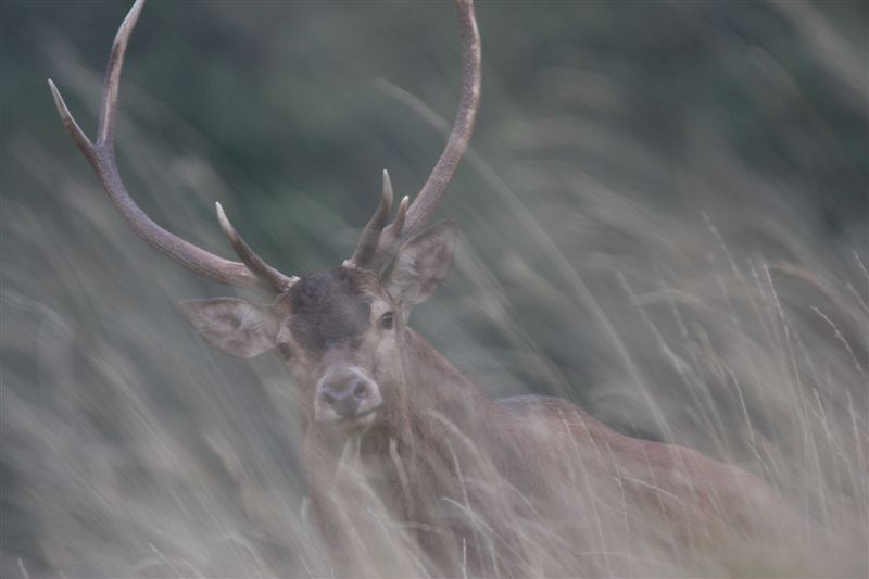 Cerf surpris_Pyrenees_Audinet_ 2008_09_28.JPG