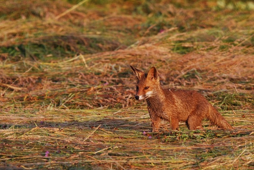 DSC_1514.JPG