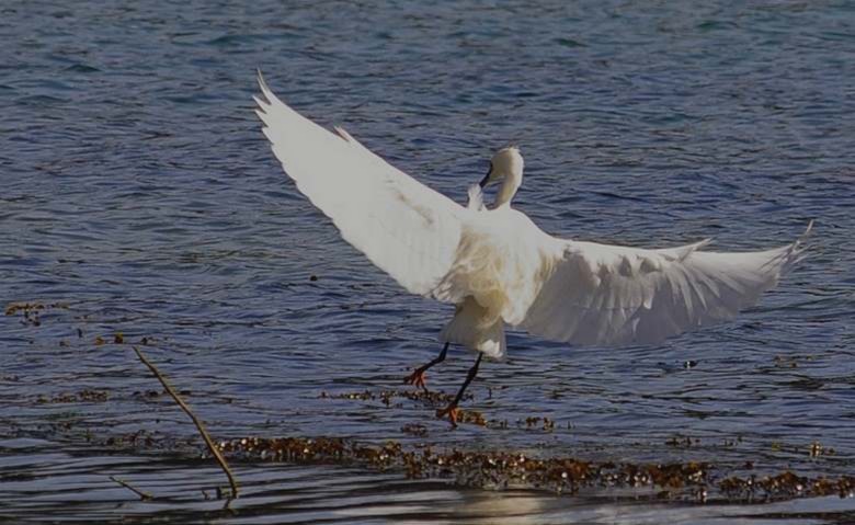 Aigrette Riec 2.jpg