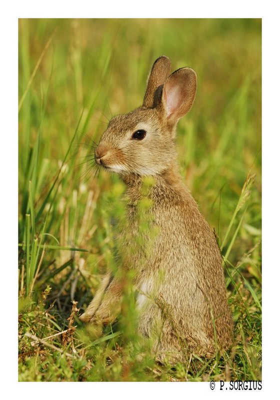 lapin 1.jpg
