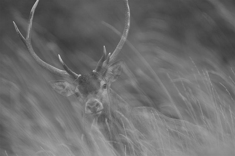 Cerf surpris_Pyrenees_Audinet_ 2008_09_28_NB.jpg