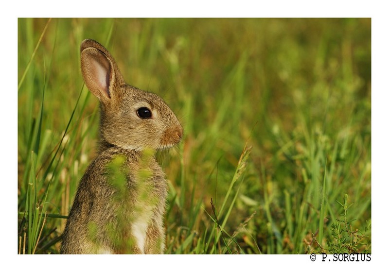 lapin 3.jpg