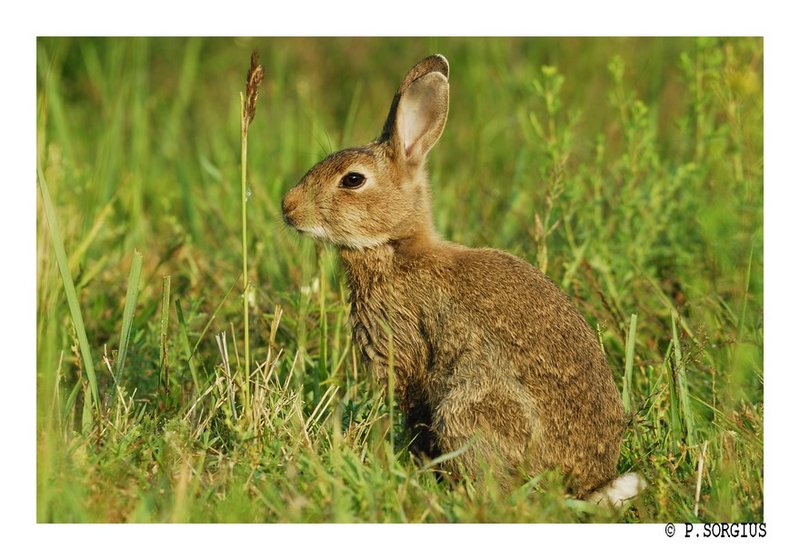 lapin 5 bis.jpg