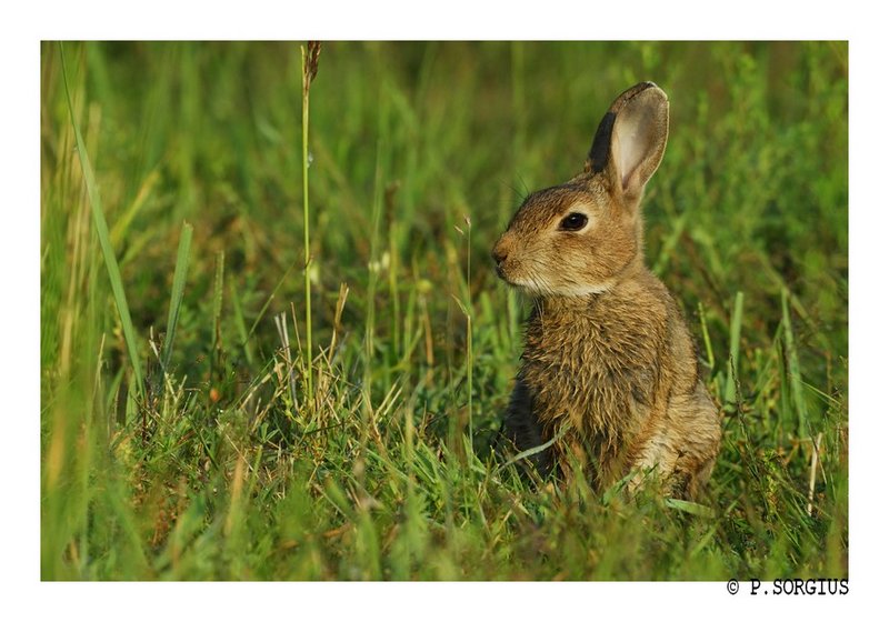 lapin 7 bis.jpg