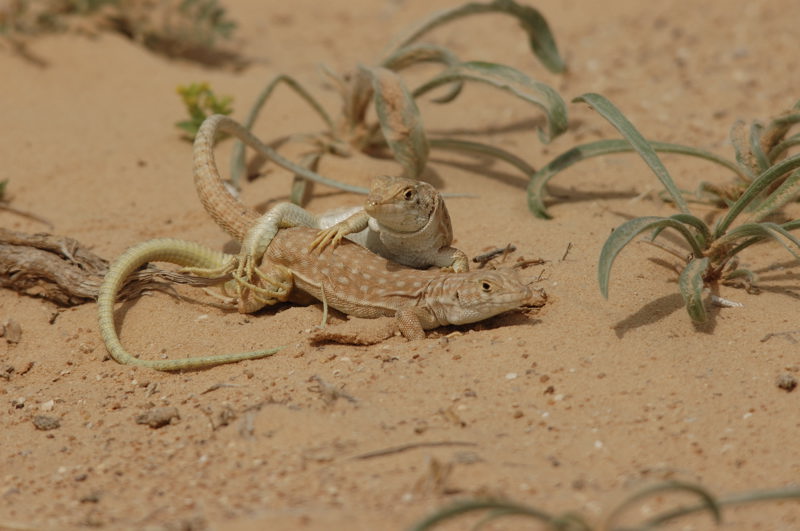 Acanthodactylus grandis 15  Syrie.jpg