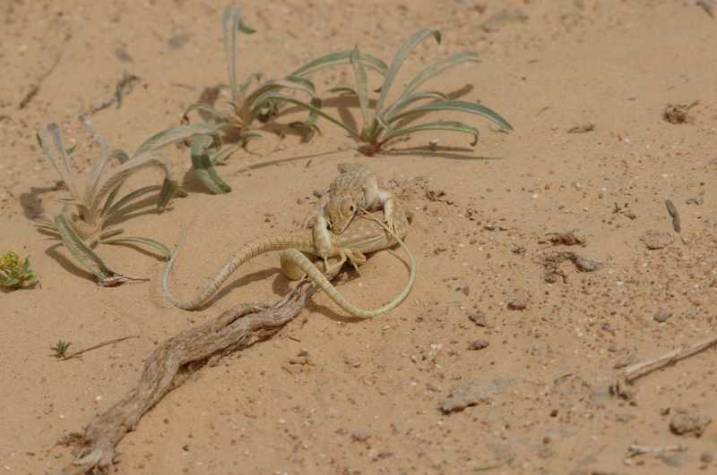 Acanthodactylus grandis 12  Syrie.jpg