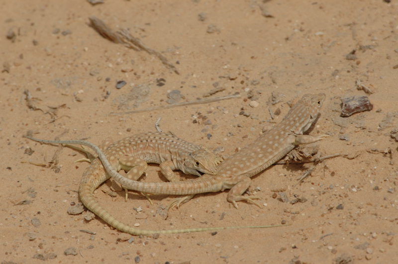 Acanthodactylus grandis 05  Syrie.jpg
