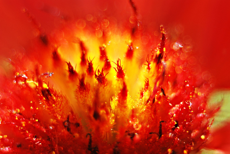 Coeur de feu.jpg