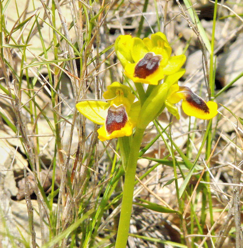 Ophrys-lutea_Opoul-Perillos_001_1.jpg