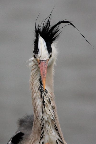 punk-mouillé.jpg