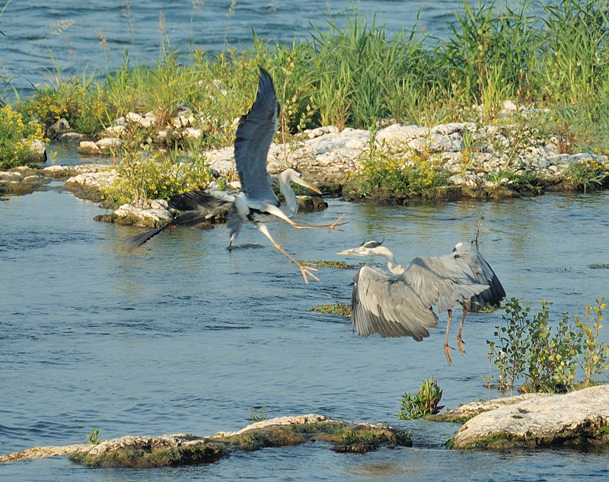Ardea cinerea 26 Viviers.jpg