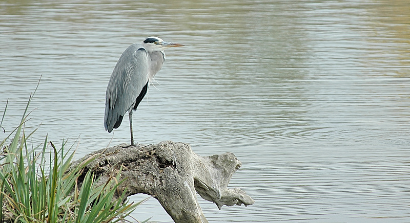 ARDCIN2 Camargue 12_10_04.jpg