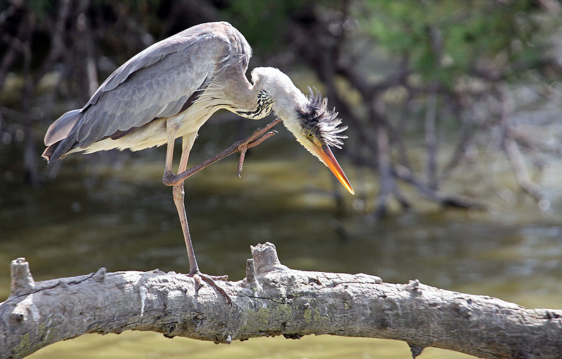 HERON CENDRE.jpg