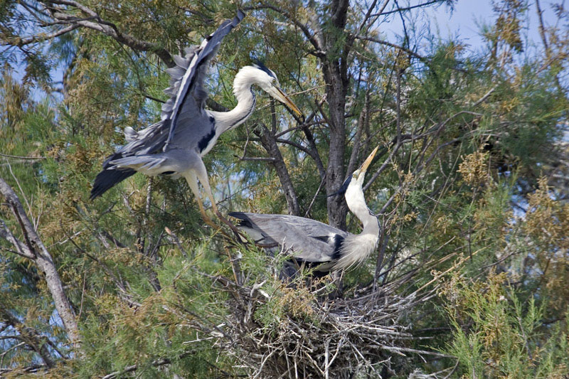 heron au nid.jpg