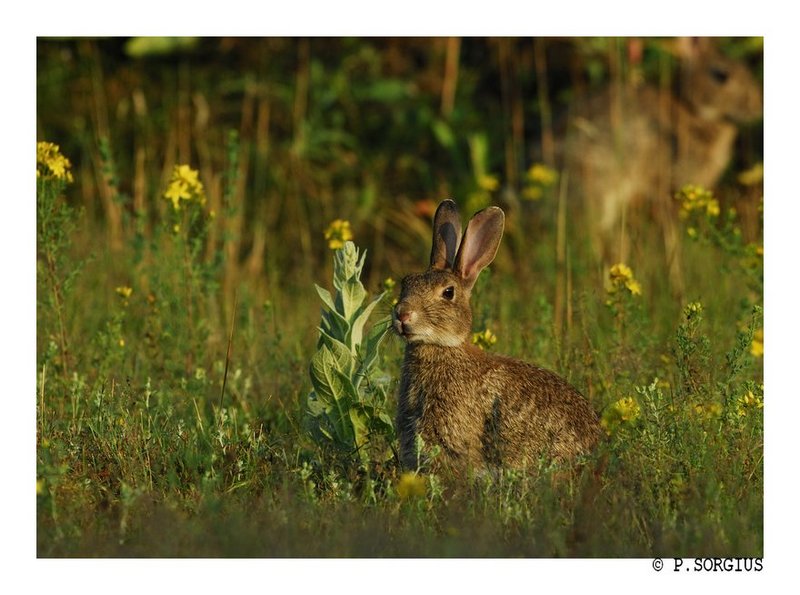 lapin 16 bis.jpg