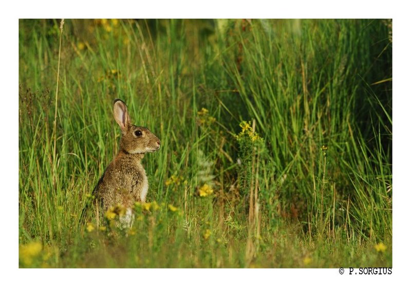 lapin 14 bis.jpg