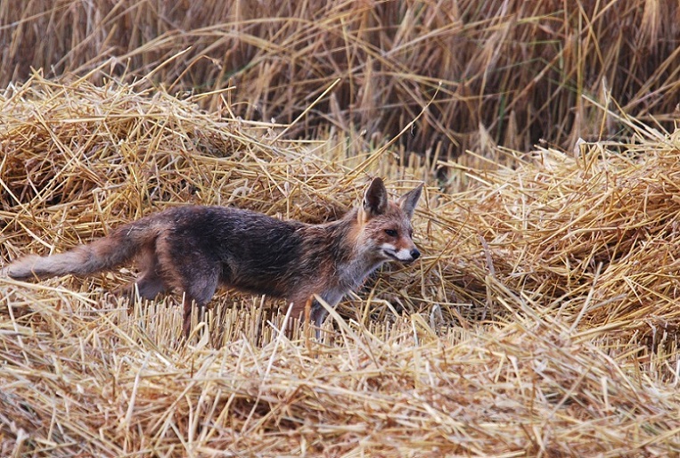 DSC_2094.JPG