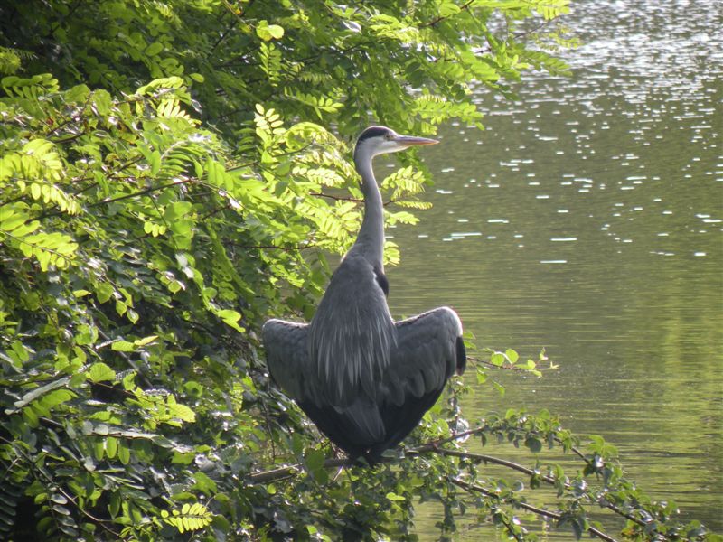 heron_matin.jpg