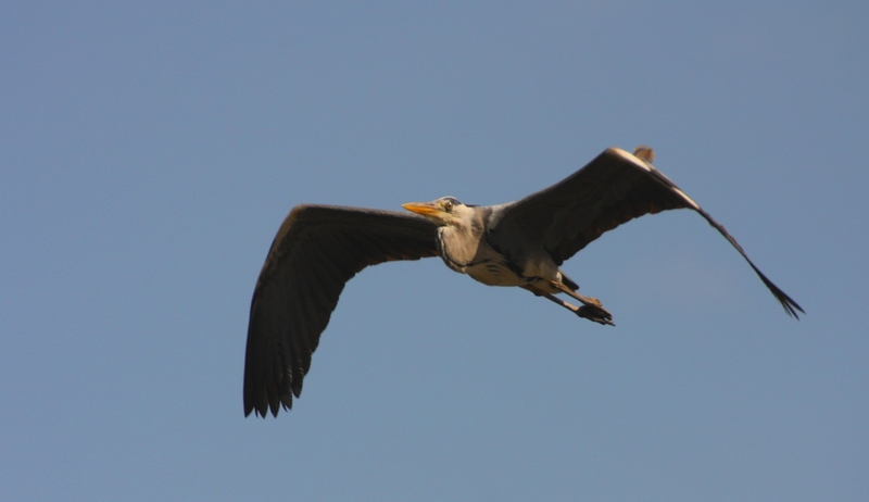 IMG_8376.JPG