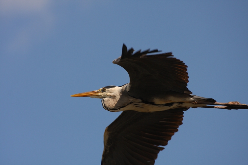 IMG_8381.JPG