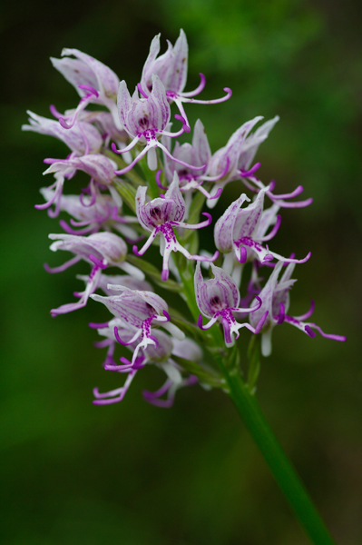 orchis.jpg