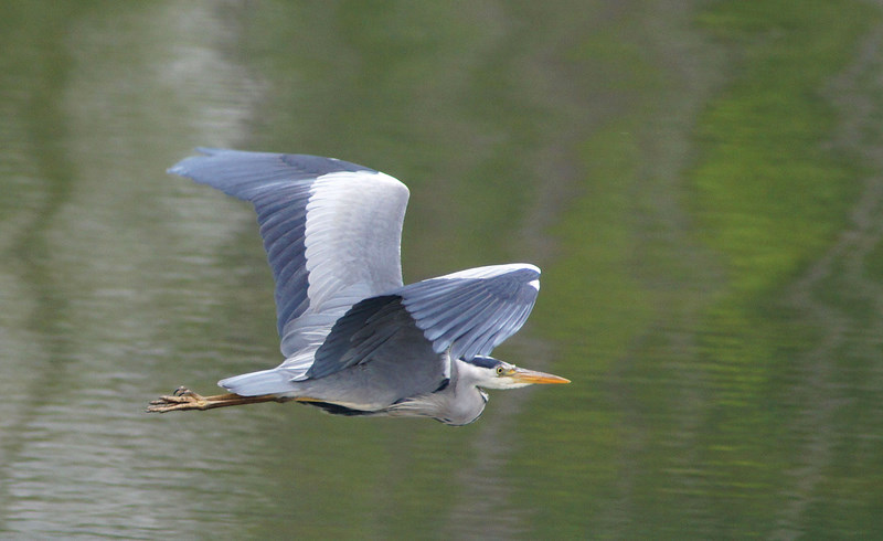 heron374.JPG