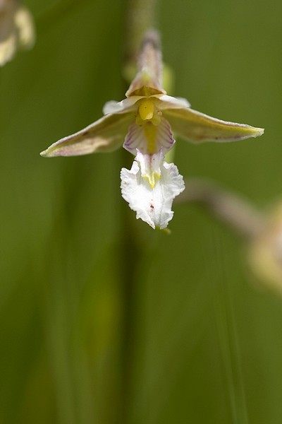 101706 Orchidée10.JPG