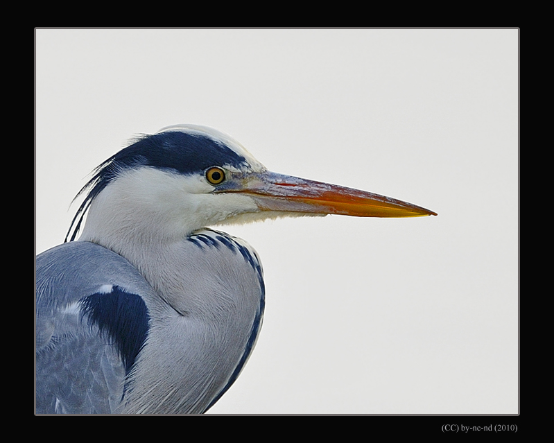 Heron-cendre-I-2010-3.jpg