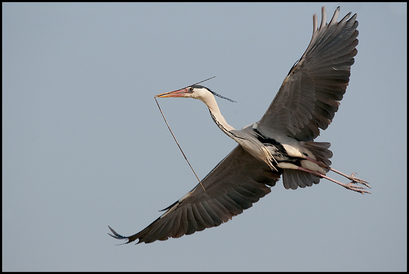heron 2.jpg