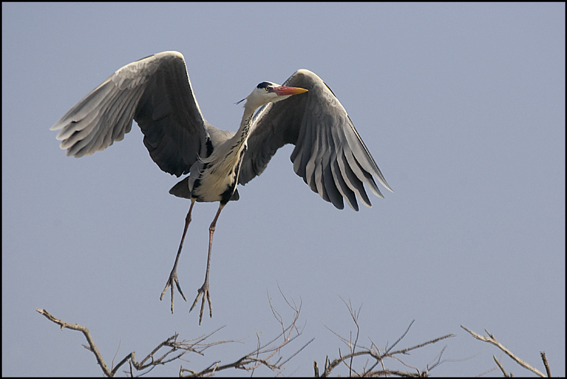 heron 3.jpg