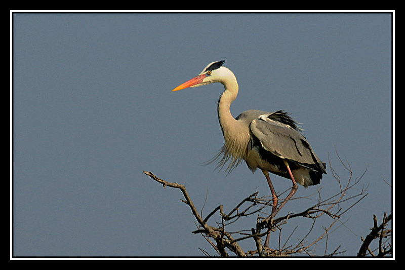 Heron10.jpg