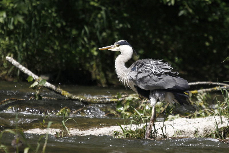 heron 2.jpg