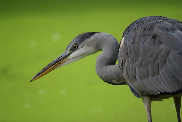 heron1.jpg