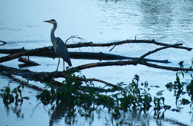 heron cendre-1 - Copie.jpg