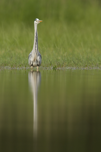 héron image et nature.jpg