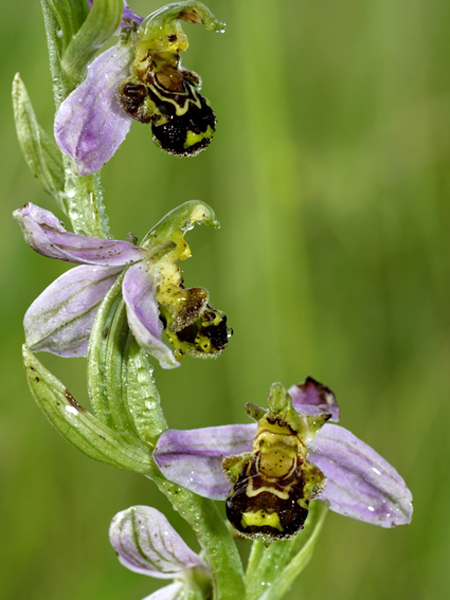 orchidÃ©e.jpg