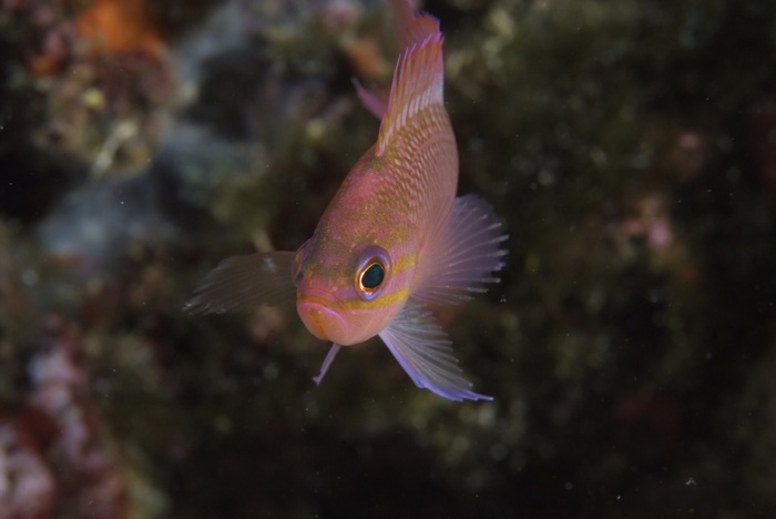 Anthias.jpg