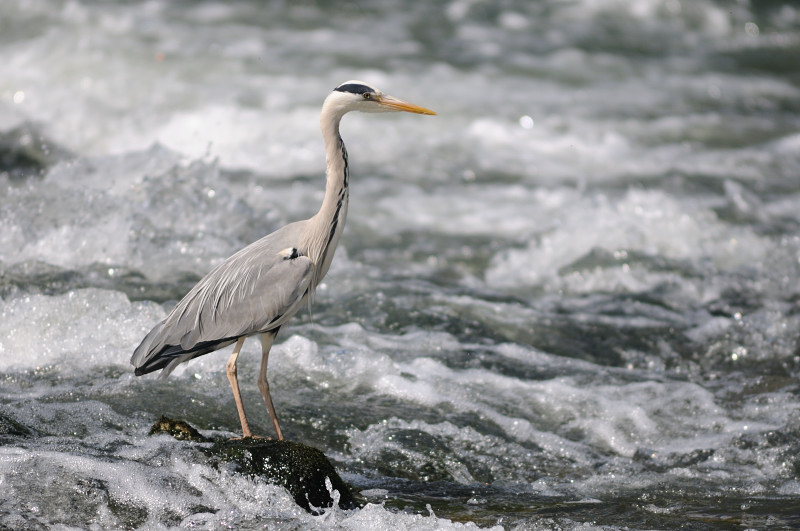 DSC_0985.JPG