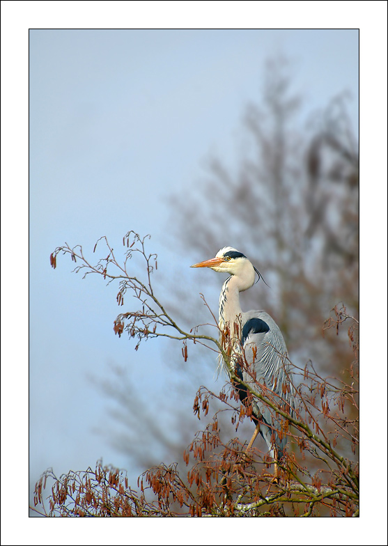 Heron_Cendre012.jpg