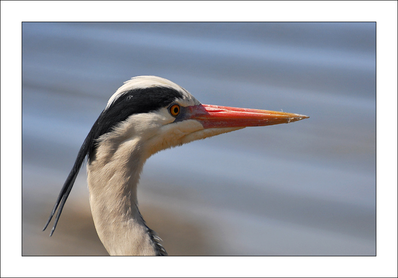 Heron_Cendre021.jpg
