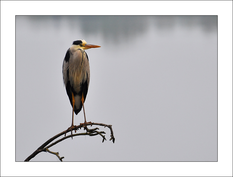 Heron_Cendré004.jpg